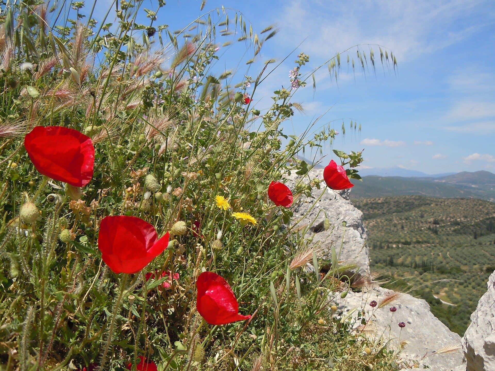Spring poppies on the archaeological site of Mycenae