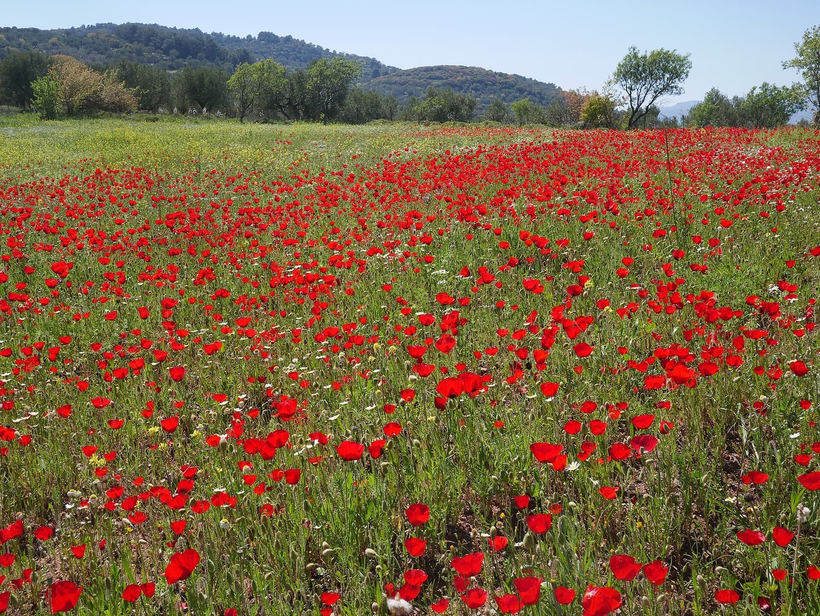 A poppy field on Lesvos in spring