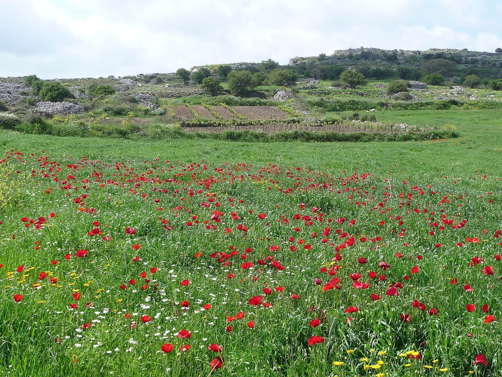 A wildflower meadow near Kares in Crete
