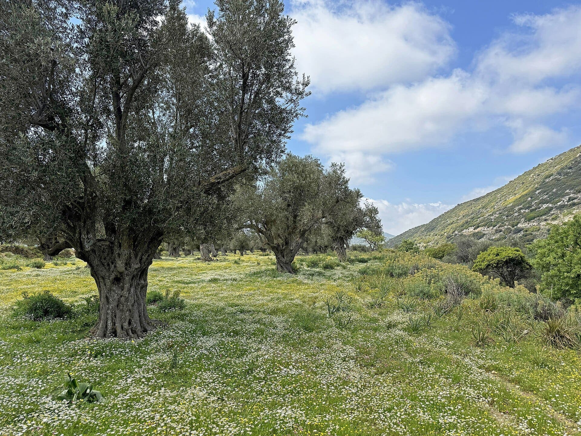 Olive groves on Naxos in spring