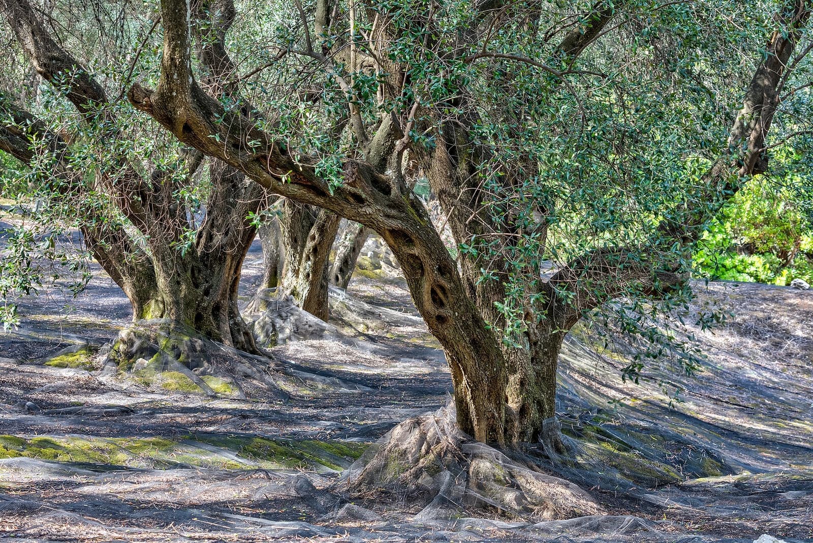 An ancient olive tree before the autumn harvest