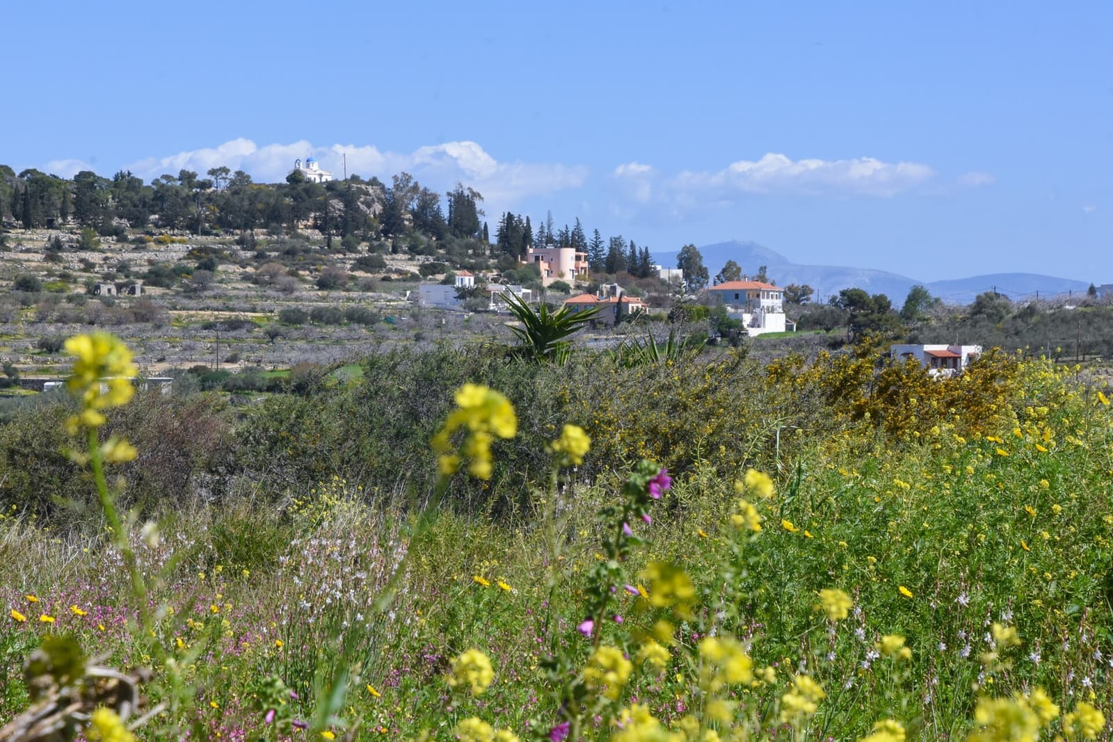 Spring wildflowers above the coast of Aegina