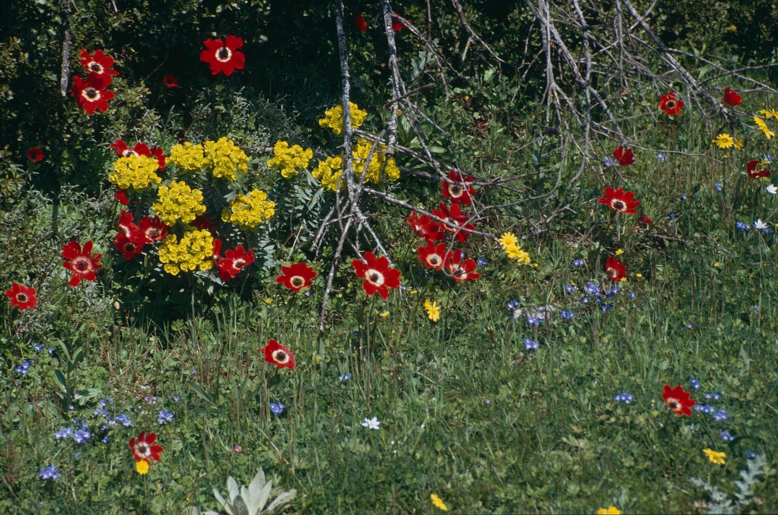 Spring wildflowers in the Peloponnese