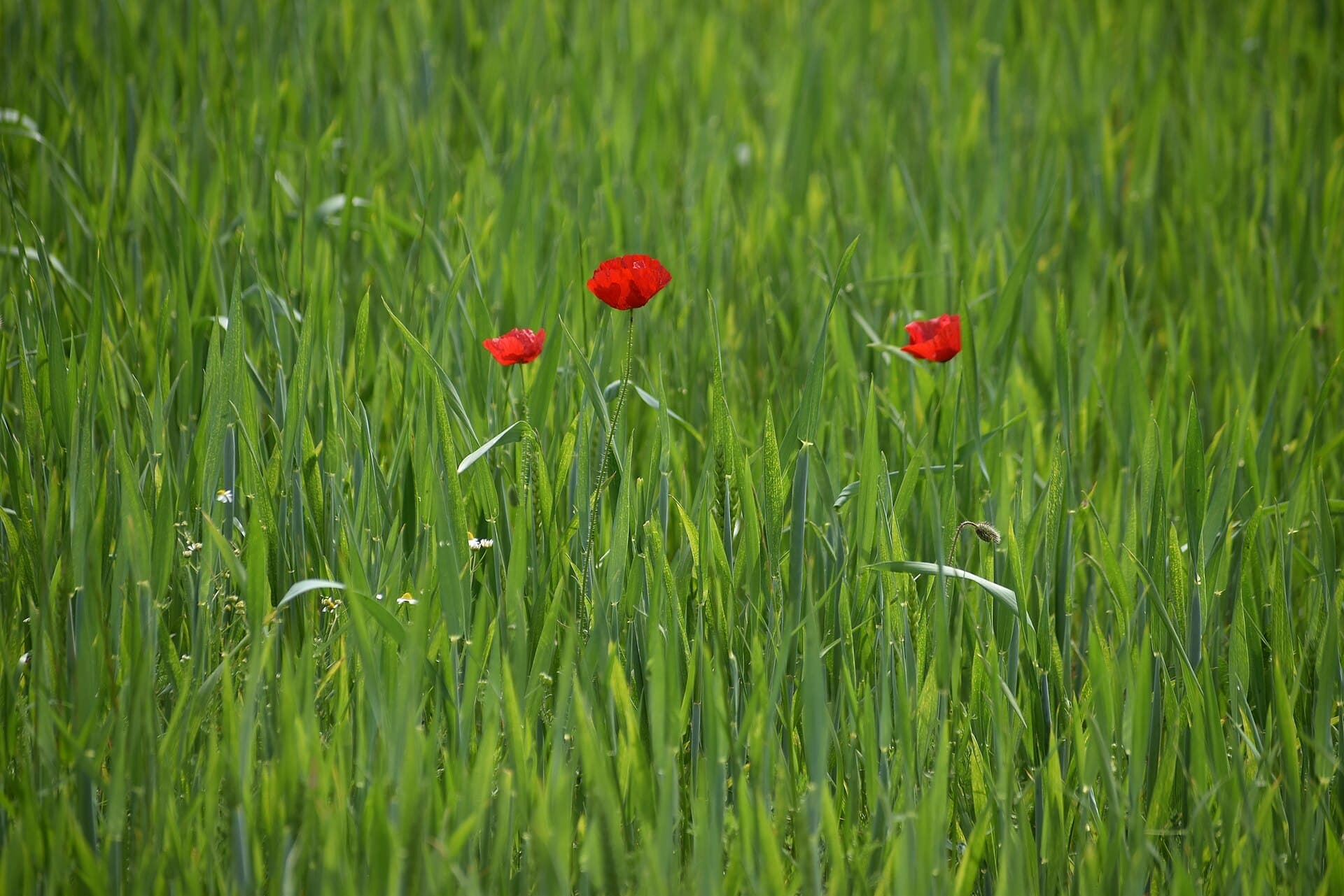 Poppies in a green wheat field in May